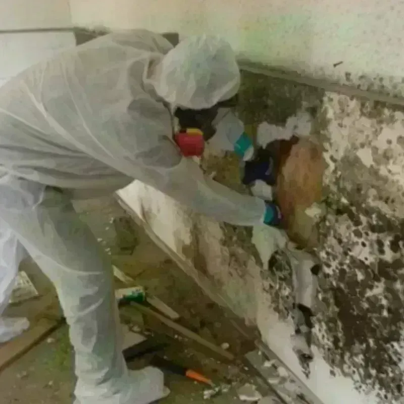 Mold Remediation and Removal in Lluveras, PR